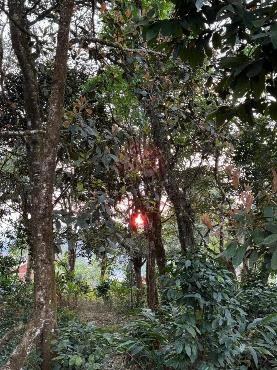 Shrenya Orchidz-Coorg Nature Stay Мадикери Экстерьер фото